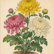Chrysanthemum and Its Place in Witchcraft