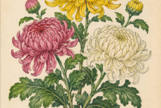 Chrysanthemum and Its Place in Witchcraft