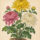 Chrysanthemum and Its Place in Witchcraft