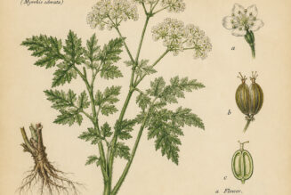 Cicely: A Sweet Herb of Magic and Tradition