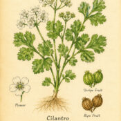 Cilantro and Its Place in Witchcraft