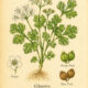 Cilantro and Its Place in Witchcraft