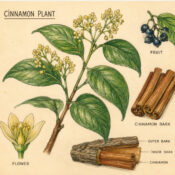 Cinnamon and Its Place in Witchcraft