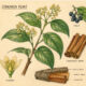 Cinnamon and Its Place in Witchcraft
