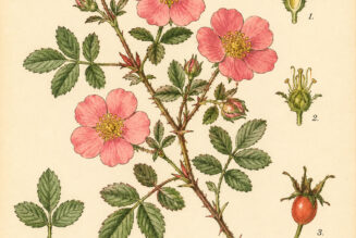 Cinquefoil Rose: A Sacred Plant in Paganism and Witchcraft