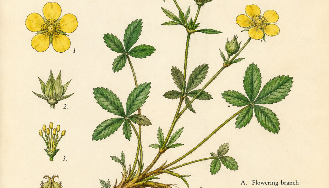 Cinquefoil and Its Place in Witchcraft