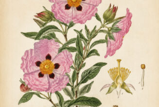 Cistus and Its Place in Witchcraft