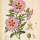 Cistus and Its Place in Witchcraft