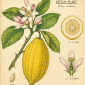 Citron and Its Place in Witchcraft