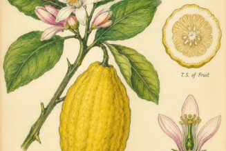 Citron and Its Place in Witchcraft