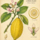 Citron and Its Place in Witchcraft
