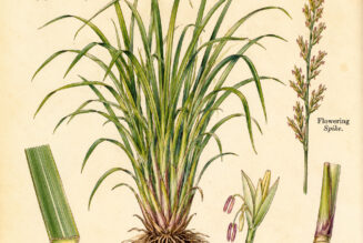Citronella and Its Place in Paganism & Witchcraft