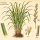 Citronella and Its Place in Paganism & Witchcraft