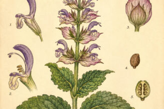 Clary Sage and Its Place in Witchcraft