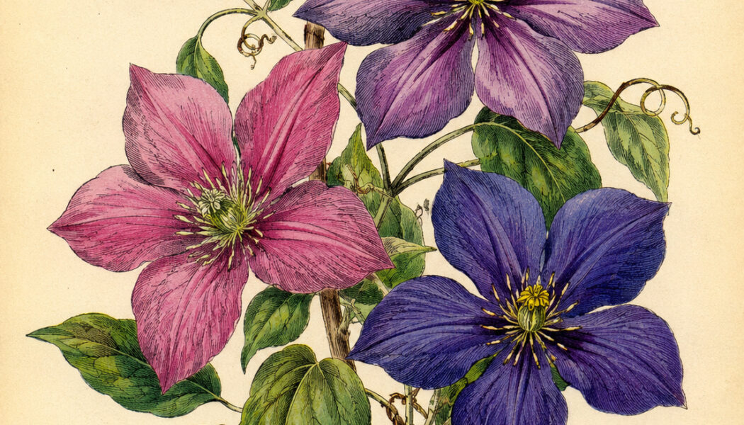 Clematis and Its Place in Witchcraft