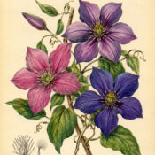 Clematis and Its Place in Witchcraft