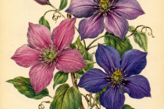 Clematis and Its Place in Witchcraft