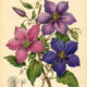 Clematis and Its Place in Witchcraft