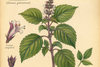 Clove Basil: A Sacred Herb in Paganism and Witchcraft