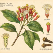 Clove and Its Place in Witchcraft