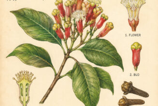 Clove and Its Place in Witchcraft