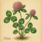Clover and Its Place in Witchcraft