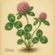 Clover and Its Place in Witchcraft