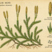 Club Moss and Its Place in Paganism & Witchcraft