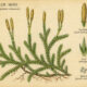 Club Moss and Its Place in Paganism & Witchcraft