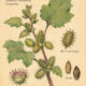 Cocklebur: A Thorny Plant of Protection and Persistence in Paganism and Witchcraft