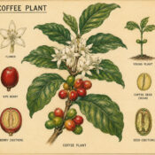 Coffee and Its Place in Witchcraft