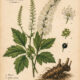 Cohosh and Its Place in Paganism & Witchcraft