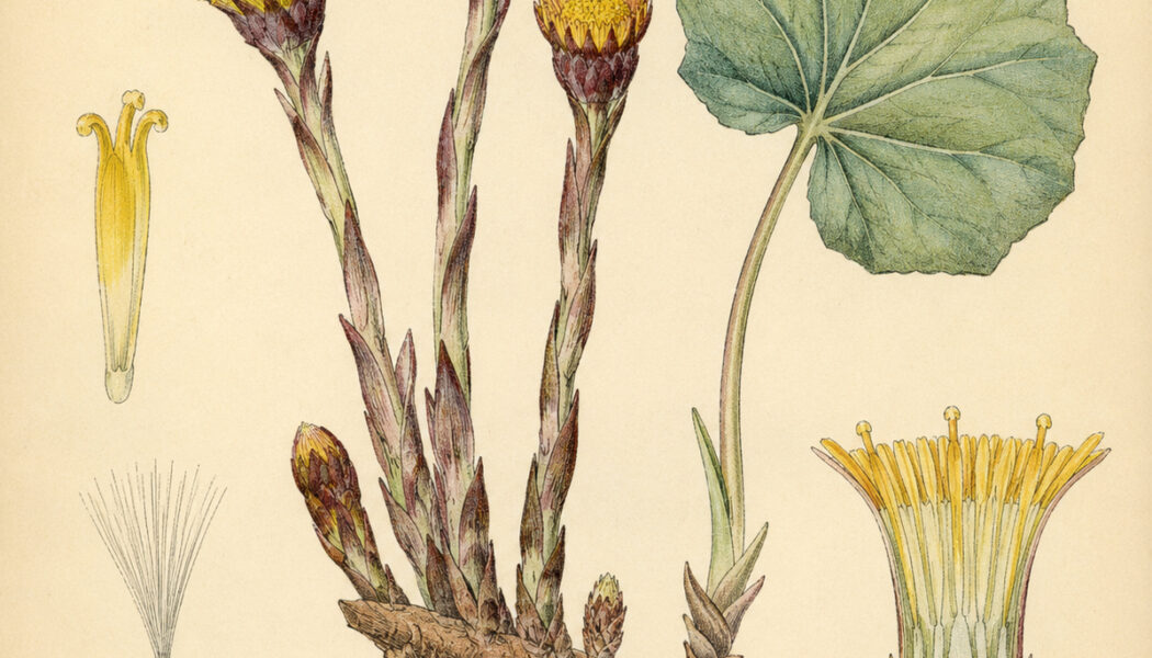 Coltsfoot and Its Place in Witchcraft