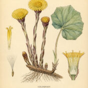 Coltsfoot and Its Place in Witchcraft