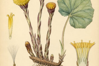 Coltsfoot and Its Place in Witchcraft