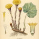 Coltsfoot and Its Place in Witchcraft