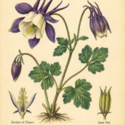 Columbine and Its Place in Paganism & Witchcraft