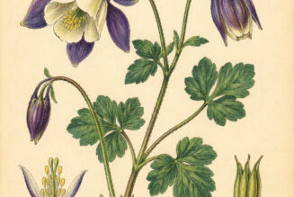 Columbine and Its Place in Paganism & Witchcraft