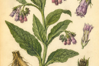Comfrey and Its Place in Witchcraft