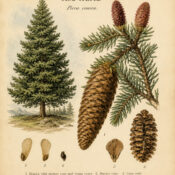Cone Spruce: An Evergreen Symbol in Paganism and Witchcraft