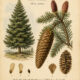 Cone Spruce: An Evergreen Symbol in Paganism and Witchcraft