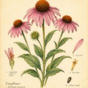 Coneflower and Its Place in Witchcraft