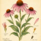 Coneflower and Its Place in Witchcraft
