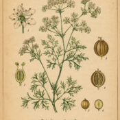 Coriander Seed: A Fragrant Herb of Magic, Protection, and Prosperity