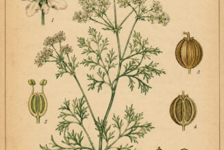 Coriander Seed: A Fragrant Herb of Magic, Protection, and Prosperity