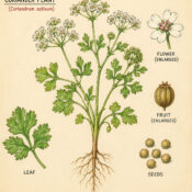 Coriander and Its Place in Witchcraft