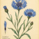 Cornflower and Its Place in Witchcraft