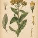 Costmary: The Fragrant Herb of Tradition, Paganism, and Witchcraft