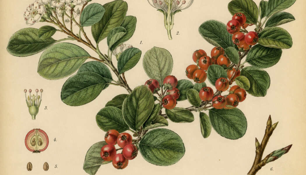 Cotoneaster: A Hardy Shrub in Nature, Paganism, and Witchcraft