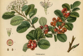Cotoneaster: A Hardy Shrub in Nature, Paganism, and Witchcraft